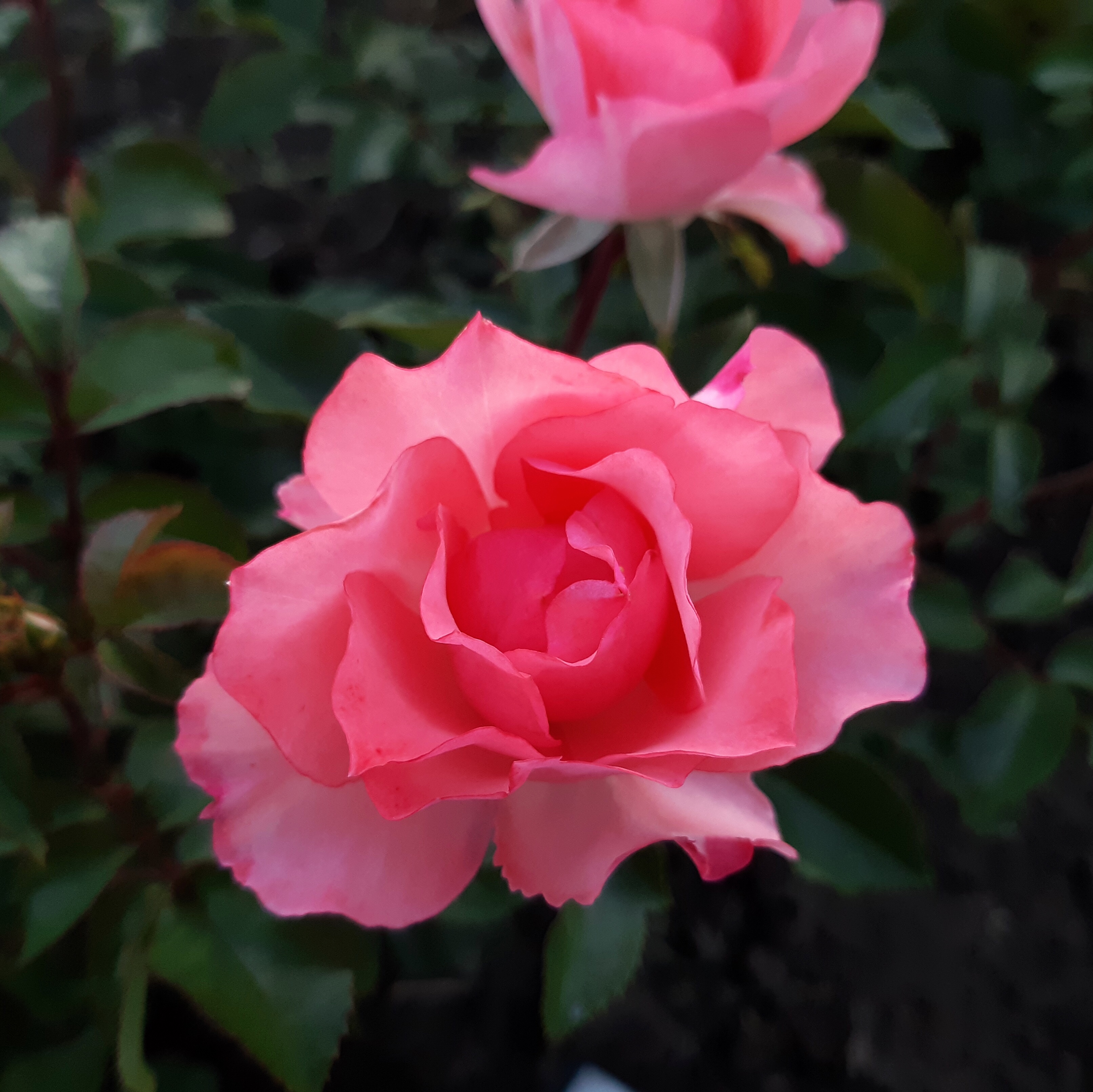 Сады Франции  (Jardins de France) в Твери