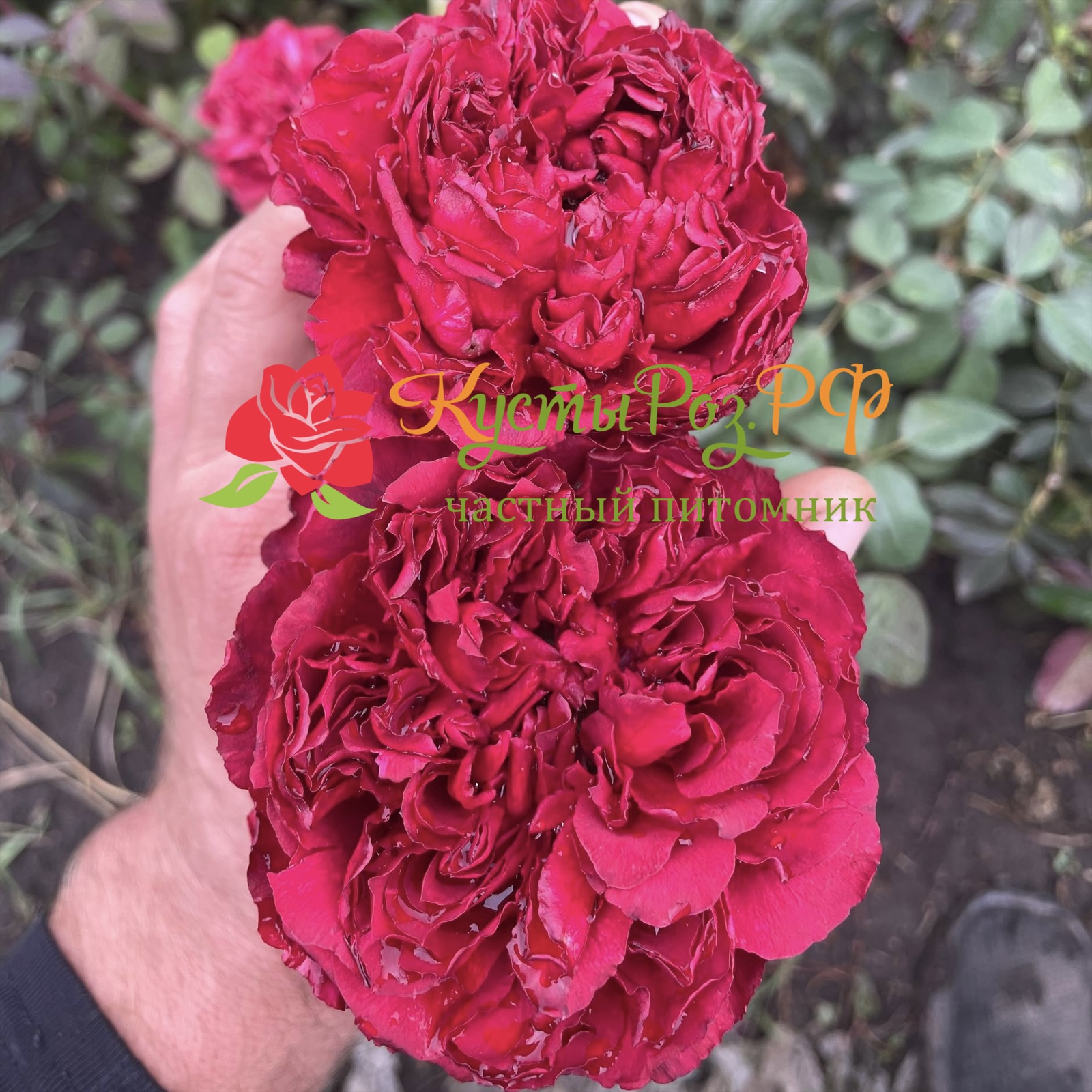 Распберри Элеганс в Твери