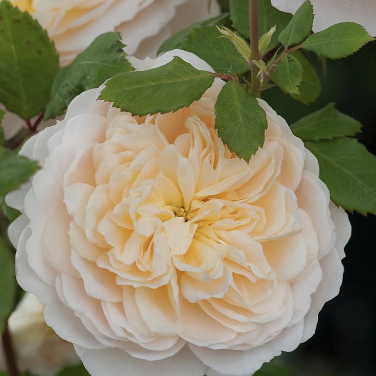 Крокус роуз (Crocus Rose) в Твери
