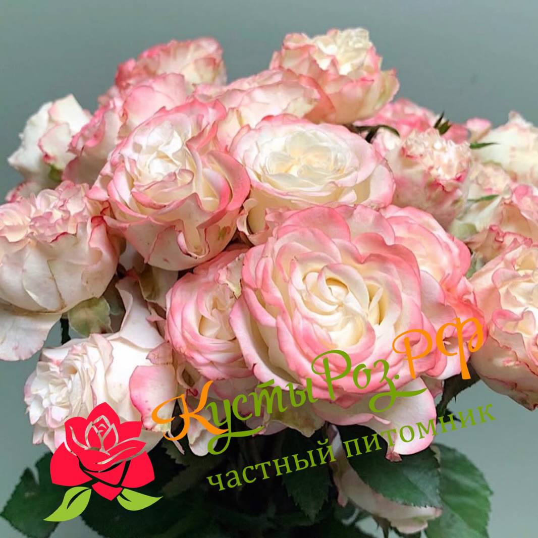 Чарминг Флоу (Charming Flow) в Твери