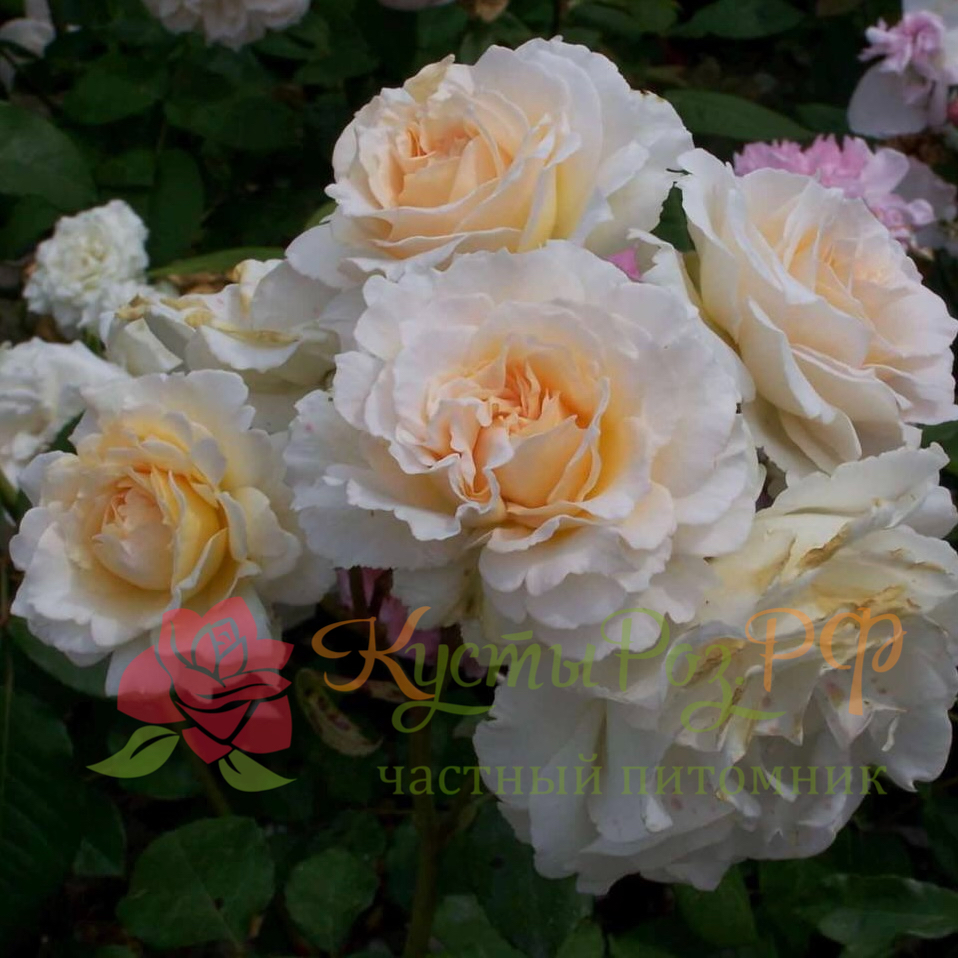 Пустыния (Poustinia) в Твери