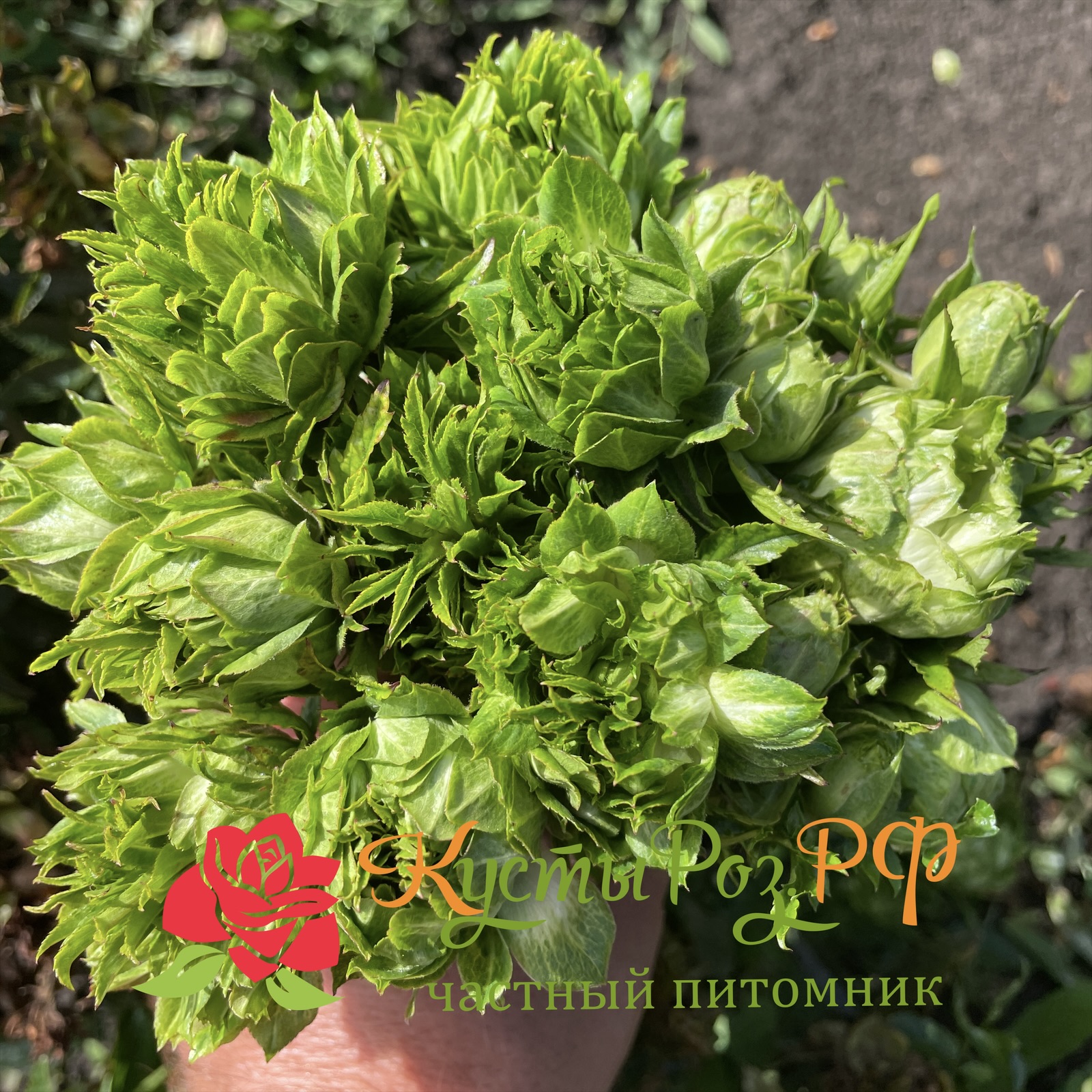 Мидори в Твери