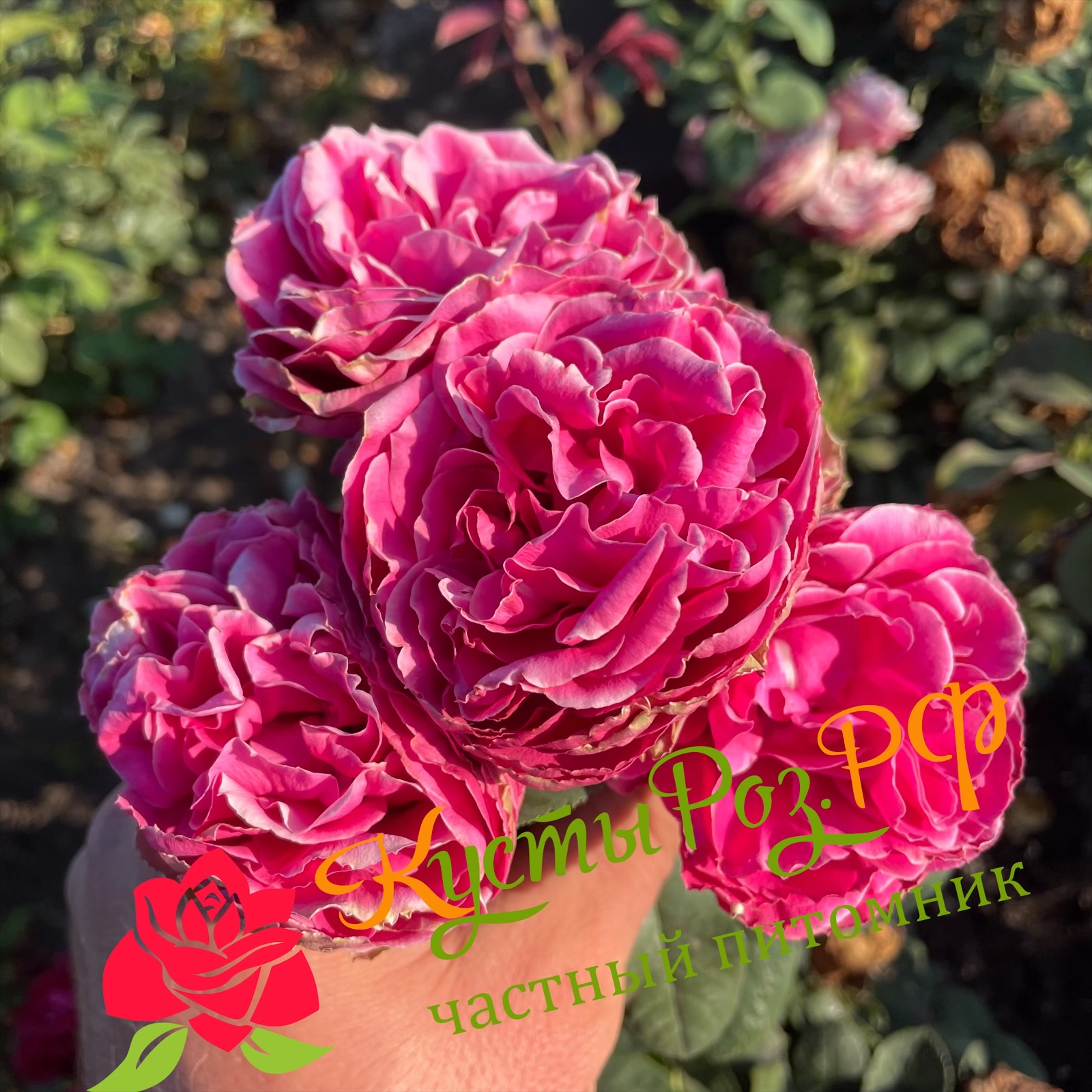 Хот Пинк Лейс (Hot Pink Lace) в Твери