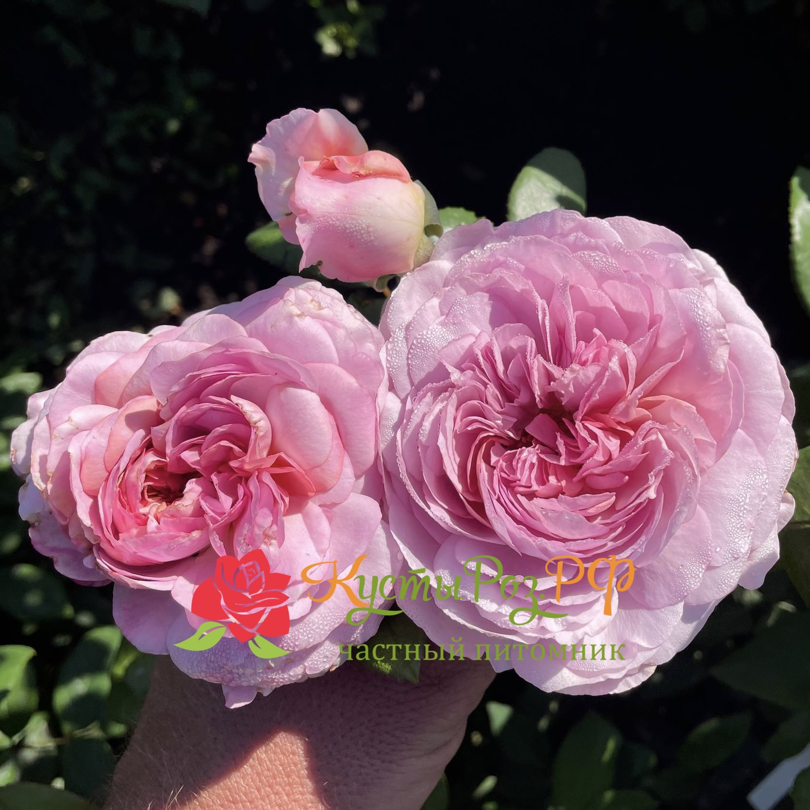 Зе Прайд (The Pride) в Твери