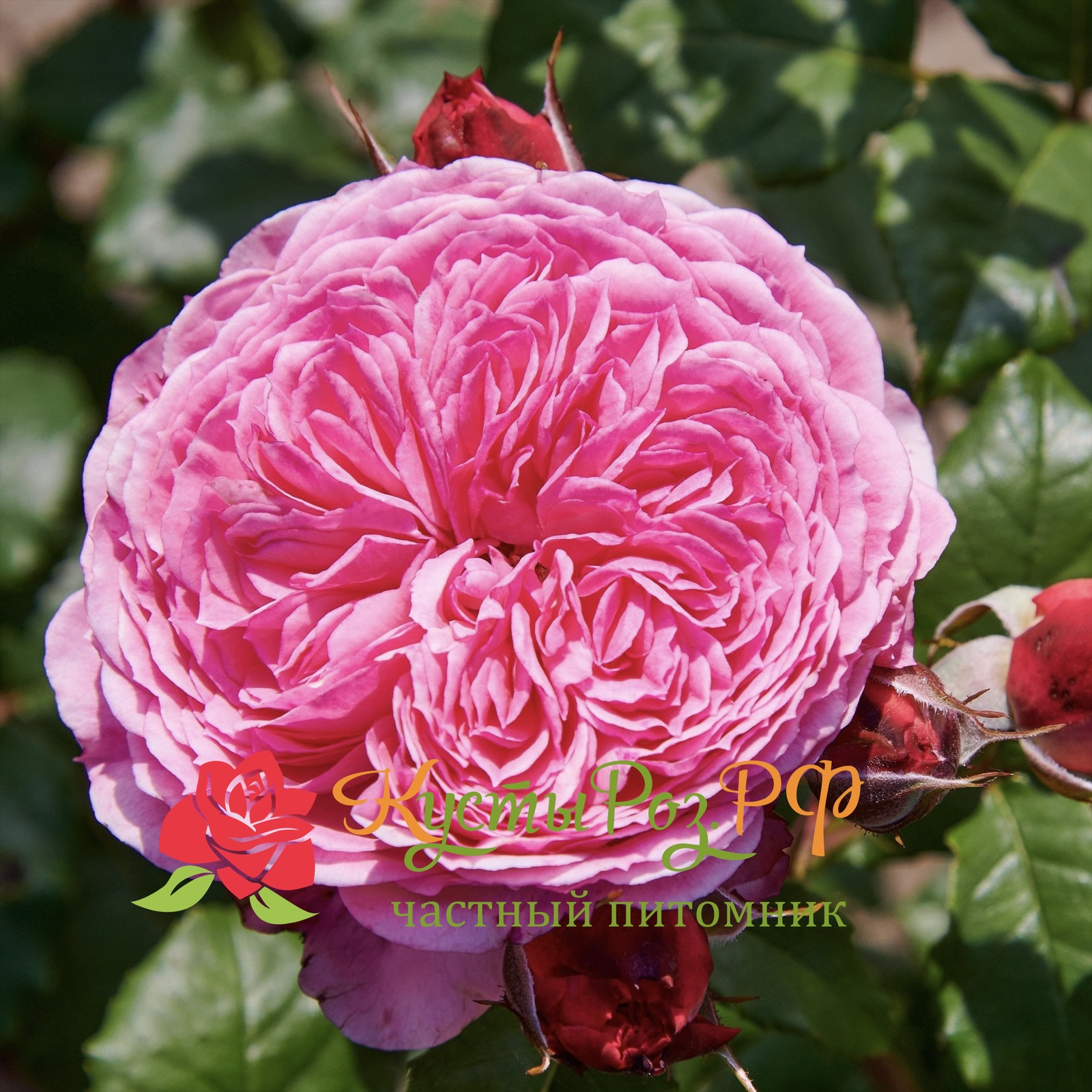 Тео Клеверс (Theo Clevers) в Твери