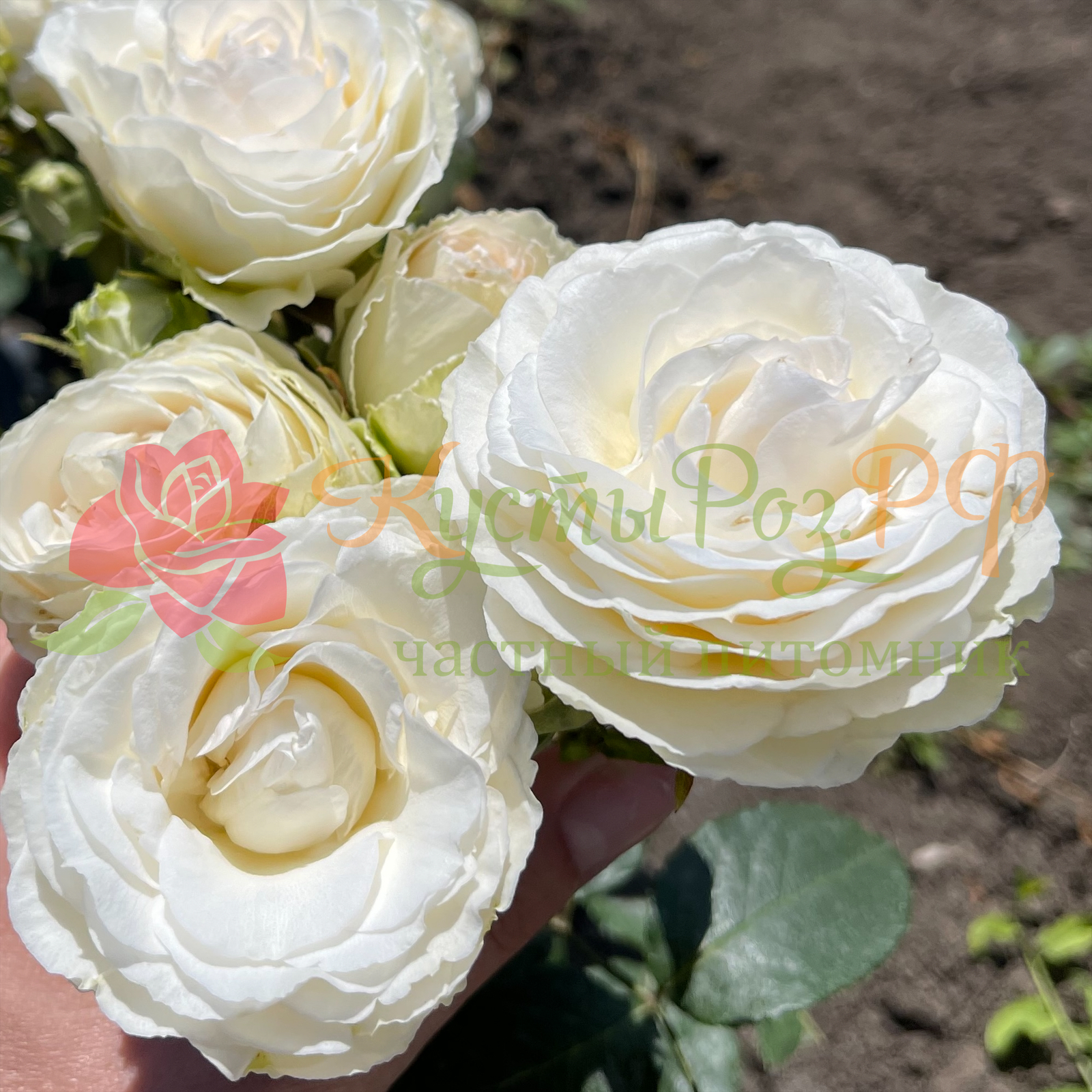 Порселейн Лейс (Porcelain Lace) в Твери