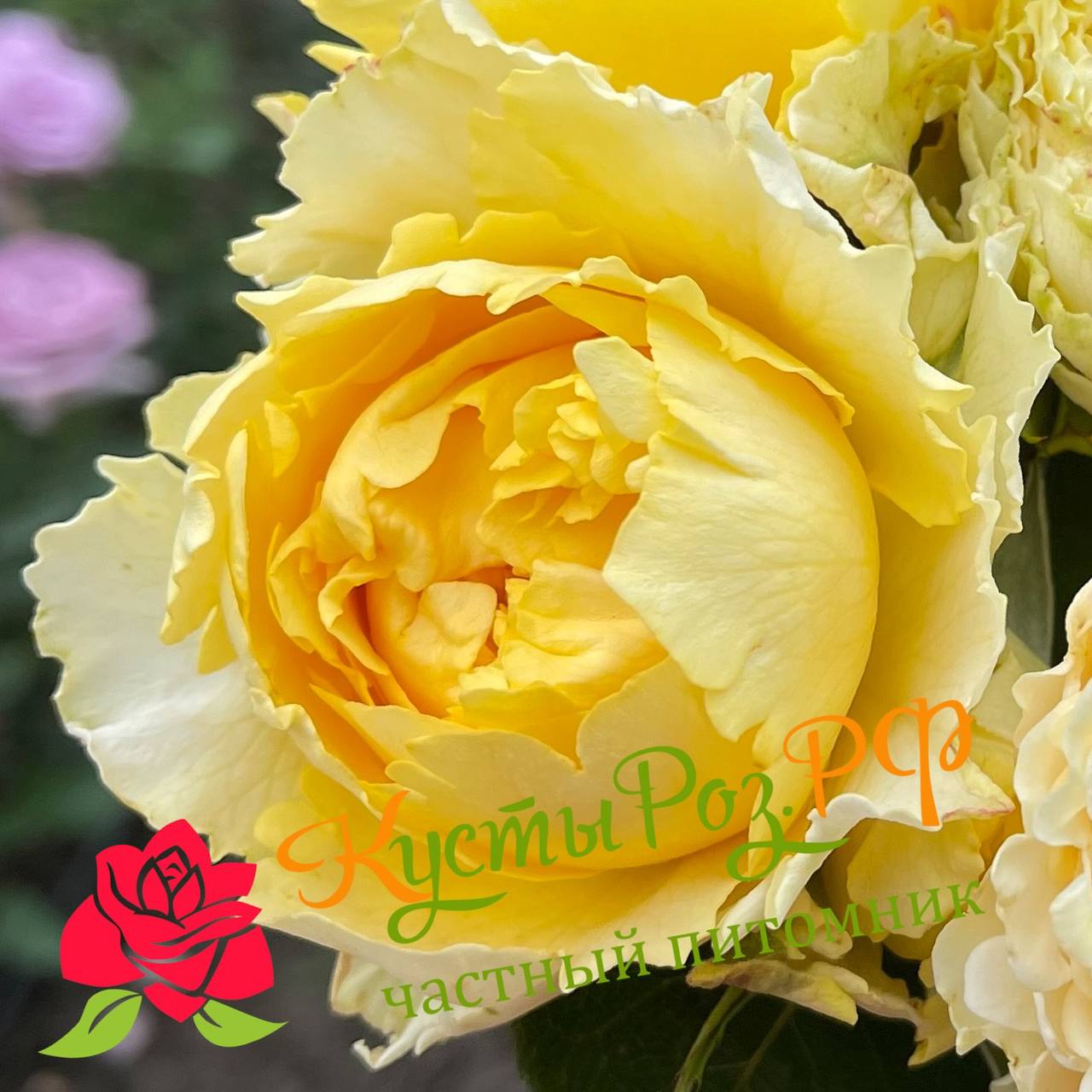 Каралуна Голд (Caraluna Gold) в Твери