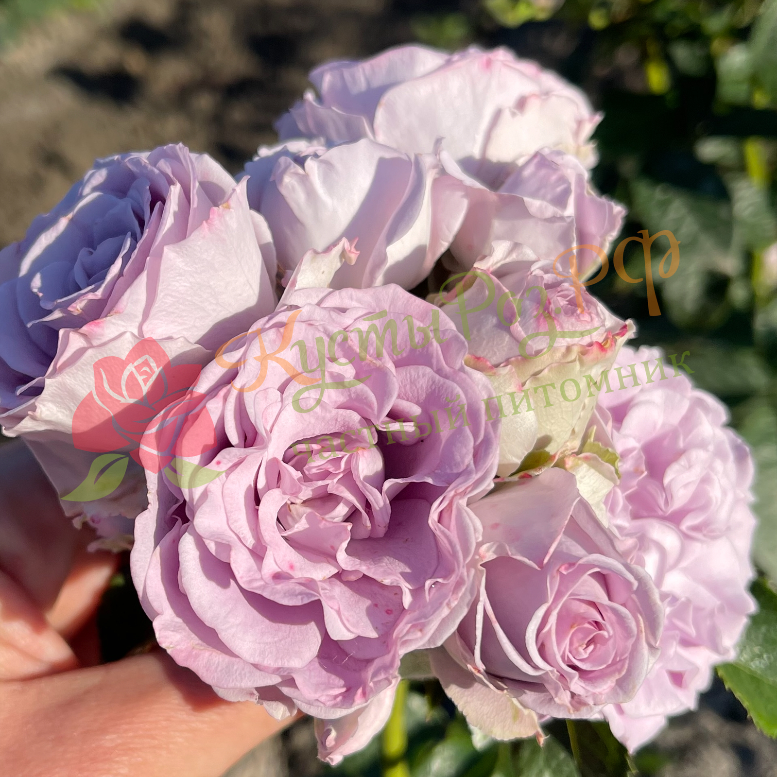Лавендер Букет (Lavender Bouquet) в Твери