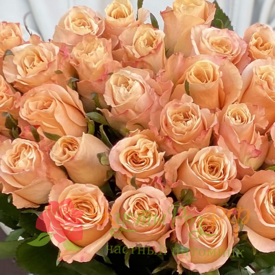 Викториан Шиммер (Victorian Shimmer) в Твери