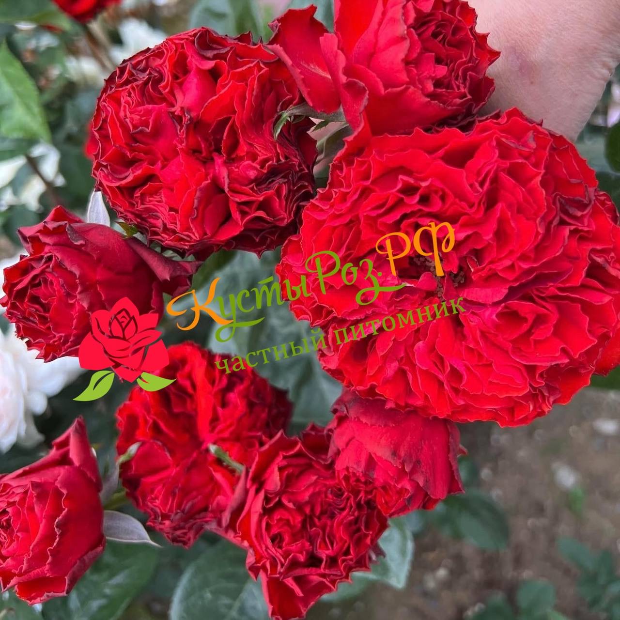 Самарканда (Samarcanda) в Твери