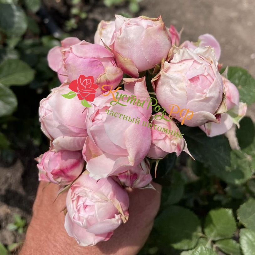 Сильва Пинк (SILVA PINK) в Твери